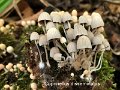 Coprinellus disseminatus-amf509-1